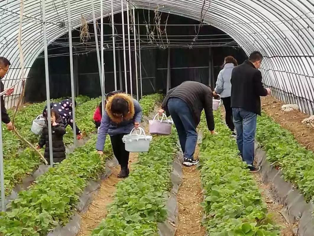 宏瑞农业草莓采摘园开园了！