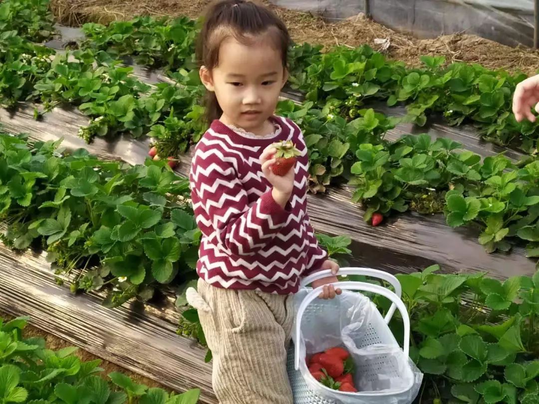 宏瑞农业草莓采摘园开园了！