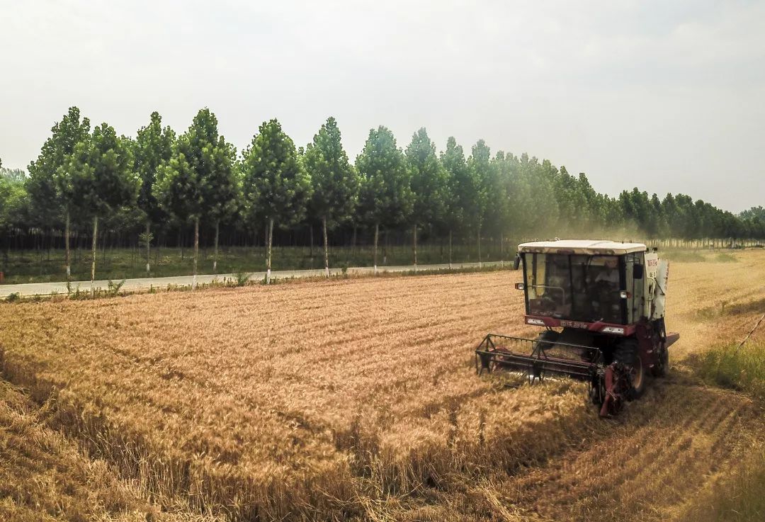 宏瑞集团丨农业公司麦收完美收官