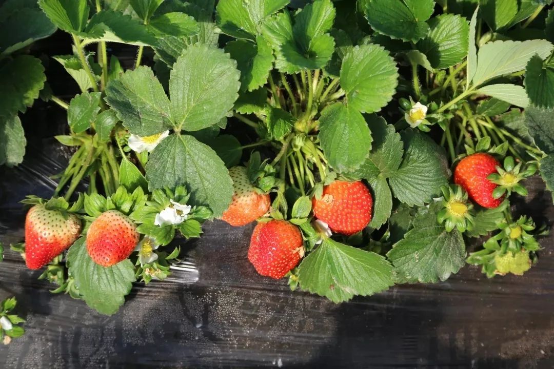 喜迎三八节 | 踏青摘草莓