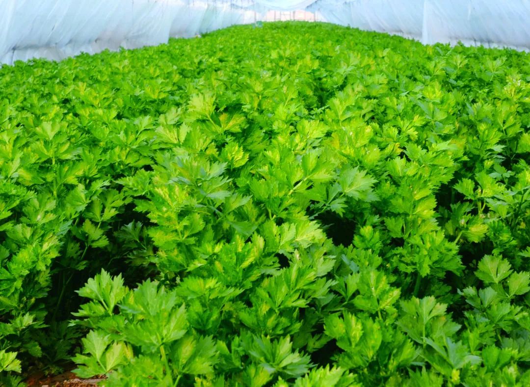 宏瑞集团丨四季青绿色有机农产品备受青睐
